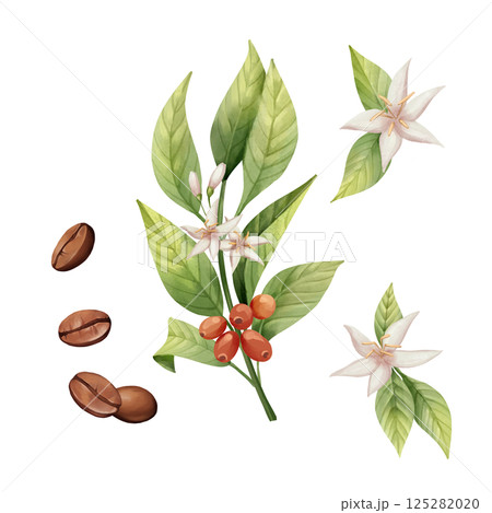 Detailed botanical illustration of a coffee plant - leaves, flowers, red cherries, and roasted beans 125282020