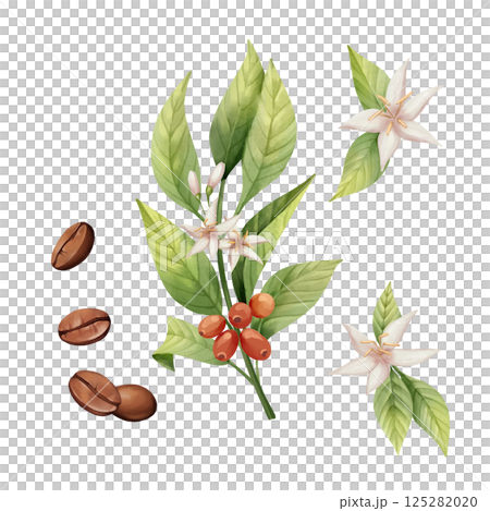 Detailed botanical illustration of a coffee plant - leaves, flowers, red cherries, and roasted beans 125282020