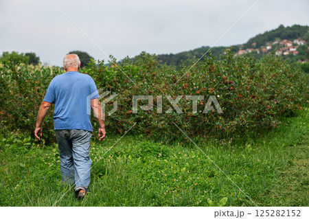 Senior Farmer Walking Through His Fields of Corn, Raspberries, and Blueberries. 125282152