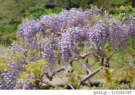美しい藤の花 125282197