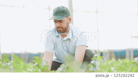 Farmer inspecting crops in greenhouse: ensuring healthy growth and quality produce Farmer inspecting crops in greenhouse: ensuring healthy growth and quality produce 125282292