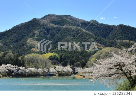 群馬県富岡市 大塩ダムから眺める桜 群馬県富岡市 大塩ダムから眺める桜 125282345