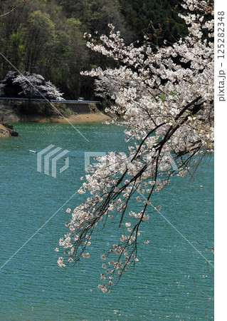 群馬県富岡市 大塩ダムから眺める桜 群馬県富岡市 大塩ダムから眺める桜 125282348