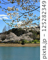 群馬県富岡市　大塩ダムから眺める桜 125282349