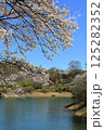 群馬県富岡市　大塩ダムから眺める桜 125282352