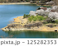 群馬県富岡市　大塩ダムの展望台から見る桜 125282353