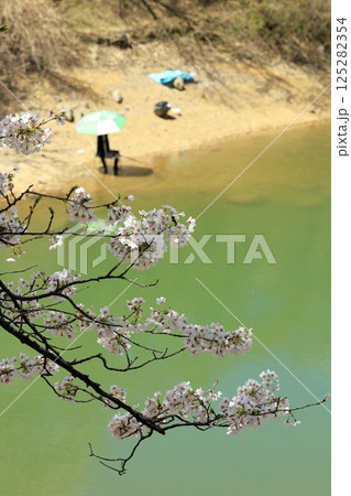 群馬県富岡市 春の大塩ダムで桜を眺める 群馬県富岡市 春の大塩ダムで桜を眺める 125282354