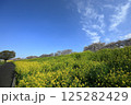 埼玉県熊谷市熊谷さくら祭　桜並木と菜の花畑のある風景 125282429