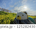 埼玉県熊谷市熊谷さくら祭　ライオンのぬいぐるみと桜並木と菜の花 125282430