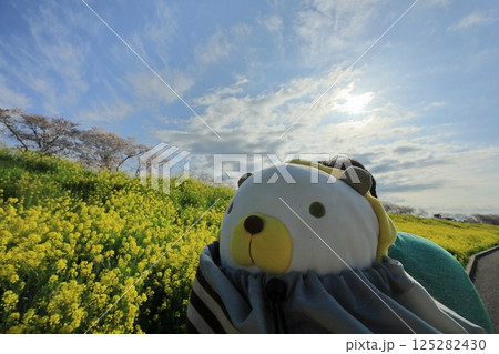 埼玉県熊谷市熊谷さくら祭 ライオンのぬいぐるみと桜並木と菜の花 埼玉県熊谷市熊谷さくら祭 ライオンのぬいぐるみと桜並木と菜の花 125282430