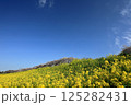 埼玉県熊谷市熊谷さくら祭　青空に映える菜の花と桜並木 125282431