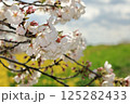 埼玉県熊谷市熊谷さくら祭　桜と菜の花 125282433