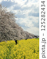 埼玉県熊谷市熊谷さくら祭　菜の花と桜のある風景 125282434