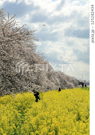埼玉県熊谷市熊谷さくら祭 菜の花と桜のある風景 埼玉県熊谷市熊谷さくら祭 菜の花と桜のある風景 125282434