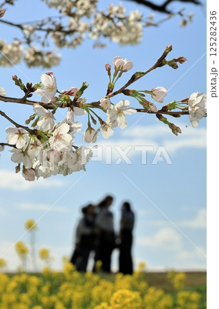 埼玉県熊谷市熊谷さくら祭 菜の花と桜を見に来た人の風景 埼玉県熊谷市熊谷さくら祭 菜の花と桜を見に来た人の風景 125282436
