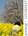 埼玉県熊谷市熊谷さくら祭　桜と菜の花の中にいるライオンのぬいぐるみ 125282437