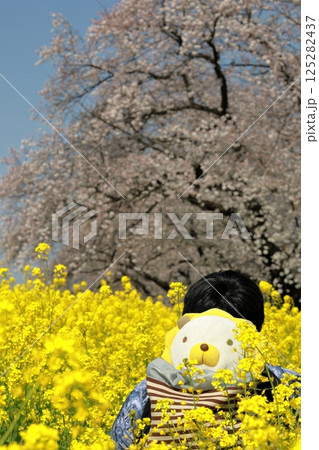 埼玉県熊谷市熊谷さくら祭 桜と菜の花の中にいるライオンのぬいぐるみ 埼玉県熊谷市熊谷さくら祭 桜と菜の花の中にいるライオンのぬいぐるみ 125282437