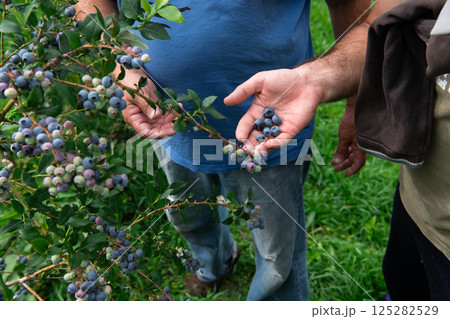 Father and Son Farmers Inspecting the Quality of Their Blueberry Harvest Together. Father and Son Farmers Inspecting the Quality of Their Blueberry Harvest Together. 125282529