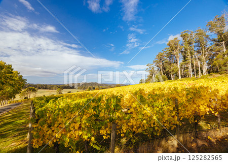 Tamar Valley Vineyard and Landscape in Australia 125282565