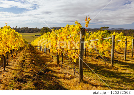 Tamar Valley Vineyard and Landscape in Australia Tamar Valley Vineyard and Landscape in Australia 125282568