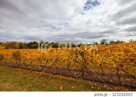 Tamar Valley Vineyard and Landscape in Australia 125282605