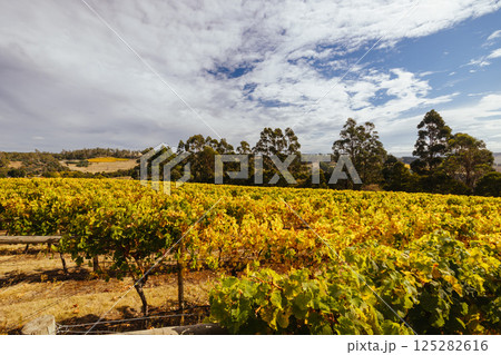 Tamar Valley Vineyard and Landscape in Australia Tamar Valley Vineyard and Landscape in Australia 125282616