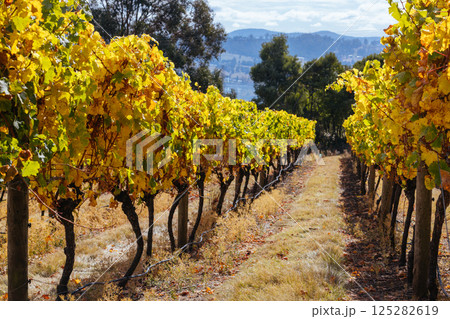 Tamar Valley Vineyard and Landscape in Australia Tamar Valley Vineyard and Landscape in Australia 125282619