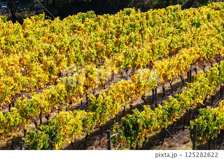 Tamar Valley Vineyard and Landscape in Australia Tamar Valley Vineyard and Landscape in Australia 125282622