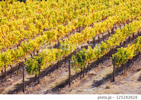 Tamar Valley Vineyard and Landscape in Australia 125282628