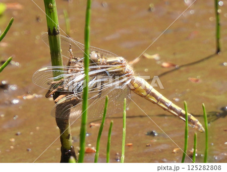 ヤゴからトンボへ変身中！ 125282808