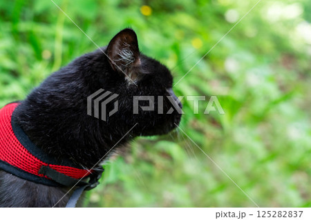 Black cat wearing red harness gazes intently amidst lush greenery. The side profile captures the curiosity of the cat as it explores the natural surroundings, walking pet Black cat wearing red harness gazes intently amidst lush greenery. The side profile captures the curiosity of the cat as it explores the natural surroundings, walking pet 125282837