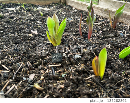 Close-up of young tulip sprouts emerging from rich garden soil in a raised bed, showcasing the early stages of plant growth and new life in a spring garden setting 125282861