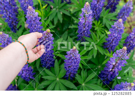 Hand reaching toward vibrant purple lupine flowers in a lush garden setting, conveying a sense of nature interaction and appreciation for colorful blooms and greenery, gardening, beauty in nature Hand reaching toward vibrant purple lupine flowers in a lush garden setting, conveying a sense of nature interaction and appreciation for colorful blooms and greenery, gardening, beauty in nature 125282885