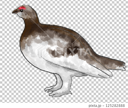 Standing Ptarmigan Standing Ptarmigan 125282888