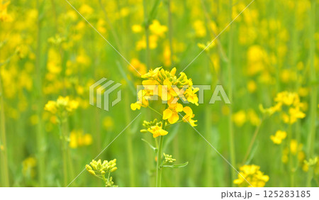 黄色い菜の花 黄色い菜の花 125283185