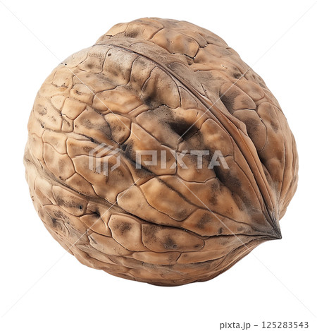 Whole walnut in shell isolated on transparent background close up detailed macro shot for food design and healthy eating 125283543