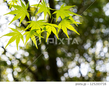新緑 125283716