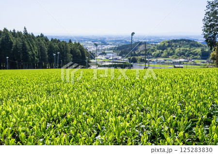 新茶畑【伊勢茶・水沢茶・三重県四日市市水沢町】 125283830
