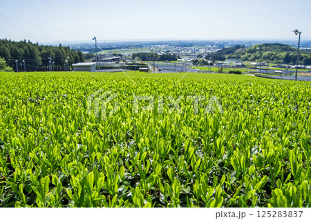 新茶畑【伊勢茶・水沢茶・三重県四日市市水沢町】 125283837