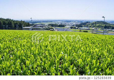 新茶畑【伊勢茶・水沢茶・三重県四日市市水沢町】 125283839