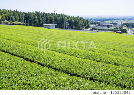 新茶畑【伊勢茶・水沢茶・三重県四日市市水沢町】 125283842