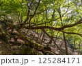 祖母山登山道の巨樹 125284171