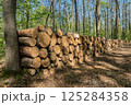 Stacked logs in sunlit forest during spring 125284358