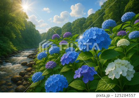 雨上がりの瑞々しいアジサイの花 125284557