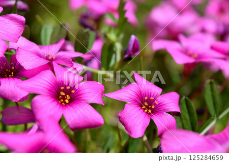 ハナカタバミ 125284659