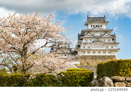 散り始めた桜と姫路城 125284930
