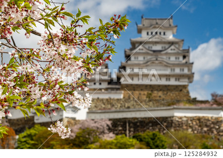 散り始めた桜と姫路城 散り始めた桜と姫路城 125284932