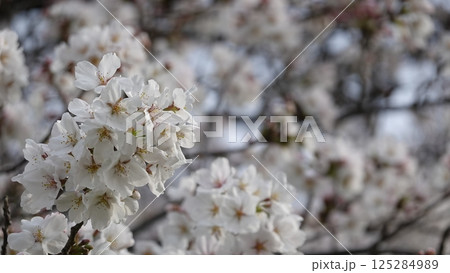 桜並木 125284989