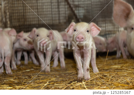 Adorable and Curious Piglets in a Charming Barn Setting Surrounded by Fresh Straw and Nature Adorable and Curious Piglets in a Charming Barn Setting Surrounded by Fresh Straw and Nature 125285167
