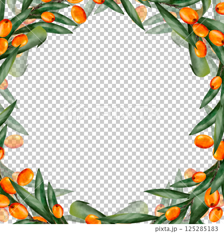 Sea buckthorn. Berries with leaves. Hand drawn watercolor illustration. Square frame with place for text. Isolated on white background. Template for design, print, textile, cards, invitations Sea buckthorn. Berries with leaves. Hand drawn watercolor illustration. Square frame with place for text. Isolated on white background. Template for design, print, textile, cards, invitations 125285183
